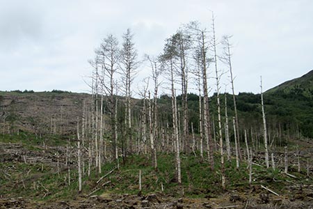 Deforestation in the valley from Drumsallie